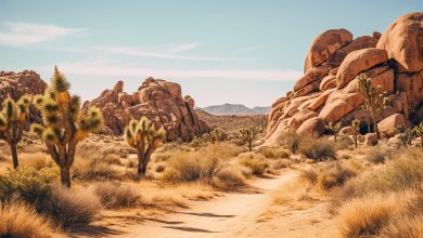 Joshua tree national park, california.