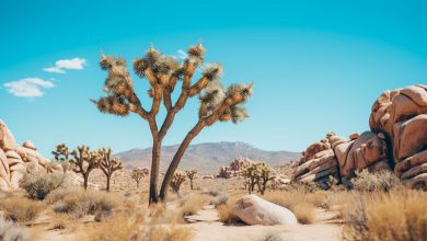 Joshua tree in joshua tree national park.